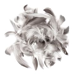 Entenfedern 5 - 12 cm / 5 g